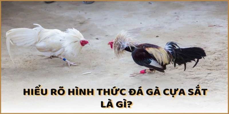 Đá gà cựa sắt là gì?