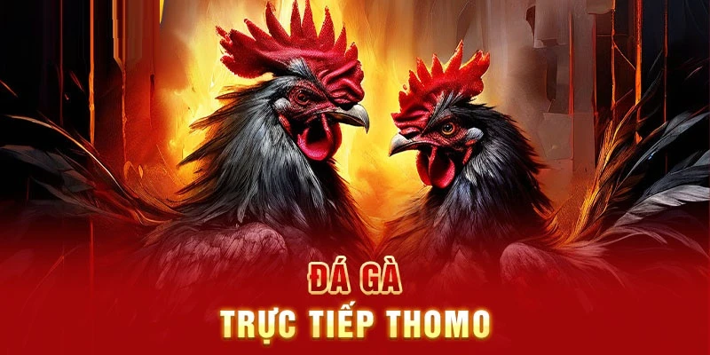 Đặc điểm của đá gà Thomo